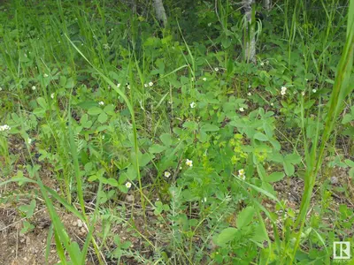 Interior photo 3 of 131 56514 Rg Rd 60